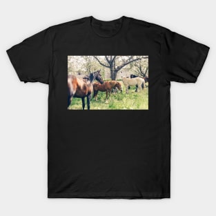 Wild Horses T-Shirt